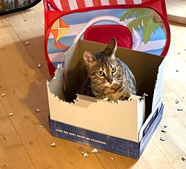 Jsem velk� pomocnice p�i �klidu😹