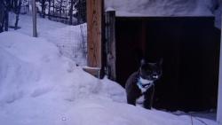 Nugget : Ale daleko nep�jdu, abych nezapadnul.