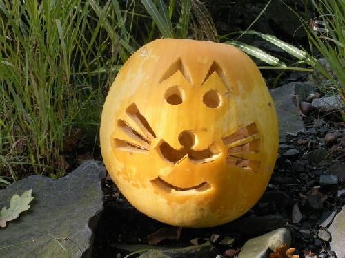 Nzev: Helloween cat / Vystavovatel: tif