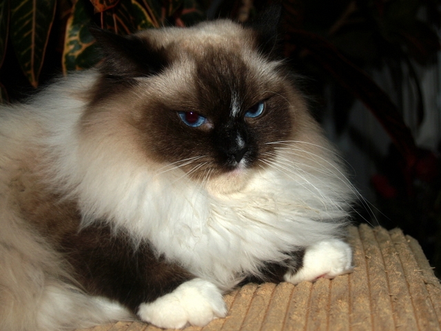 Plemeno koek ragdoll, Zamira Zoe of Blue Miracle. seal mitted