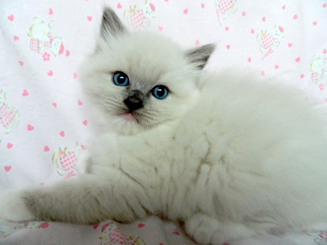 Plemeno koek ragdoll - Pearl Princess Jantario Wittek,  blue mitted, 4 tdny