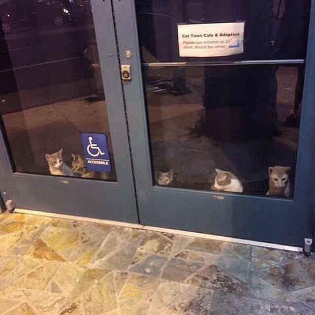 Ko�i�� kav�rna v&nbsp;Oaklandu, USA