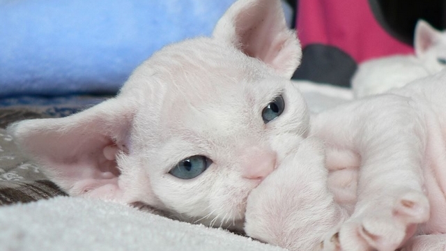 Devon rex