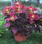 Africk kopiva, koleus, Coleus blumei