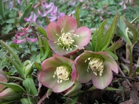 emeice, Helleborus