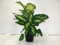 Difenbachie, Dieffenbachia