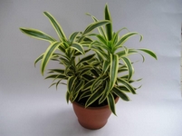 Drainec, Dracaena