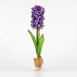 Hyacint, Hyacinthus