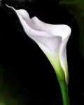 Kala, kornoutice, Calla aethiopica, Zantedeschia aethiopica