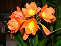 Klvie, emenatka, Clivia miniata