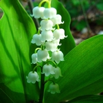 Konvalinka vonn, Convallaria majalis