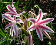 Kn, Crinum