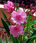 Oleandr obecn, Nerium oleander