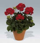 Pelargonie, mukt, Pelargonium