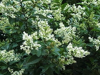 Pta zob, Ligustrum