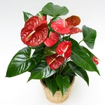 Anturie, toulitka, Anthurium