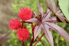 Skoec obecn, Ricinus communis