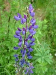 Vl bob mnoholist, Lupina mnoholist, Lupinus polyphyllus