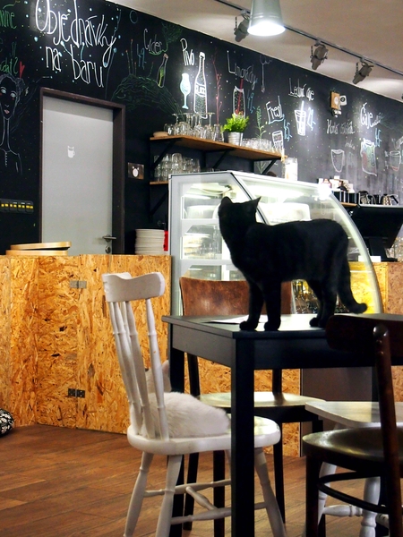 Cats & Coffee, Hradec Krlov