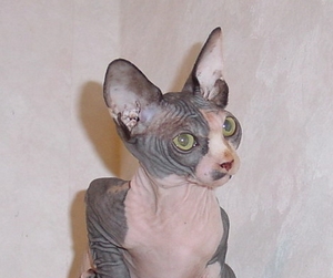 Sphynx