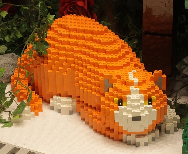 Lego koka