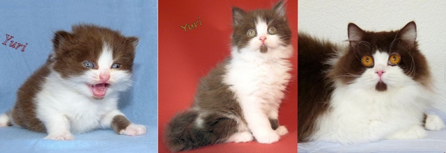 Britsk dlouhosrst koka / British Longhair Cat