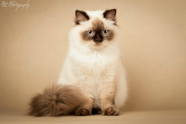 Britsk dlouhosrst koka / British Longhair Cat