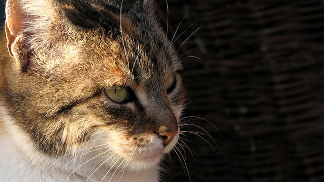 Veterinrn poradna: nik pchnouc tekutiny u koiky