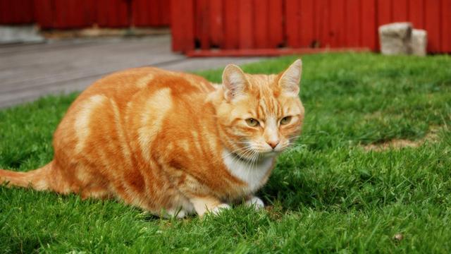 Veterinrn poradna: Koka nechce ledvinovou dietu