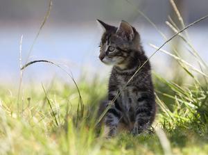 Veterinrn poradna: Za jak dlouho si lze podit novou koiku po pozitivn FeLV?