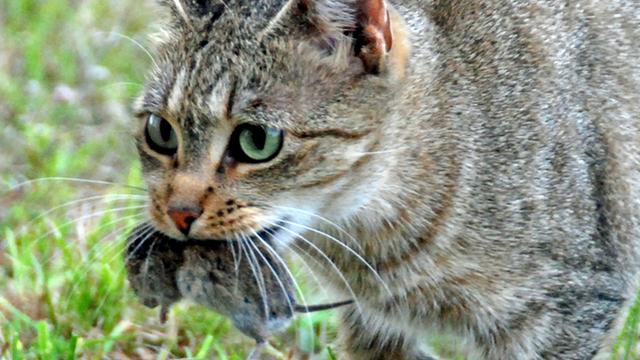 Veterinrn poradna: Pro moje koka nesn my celou?