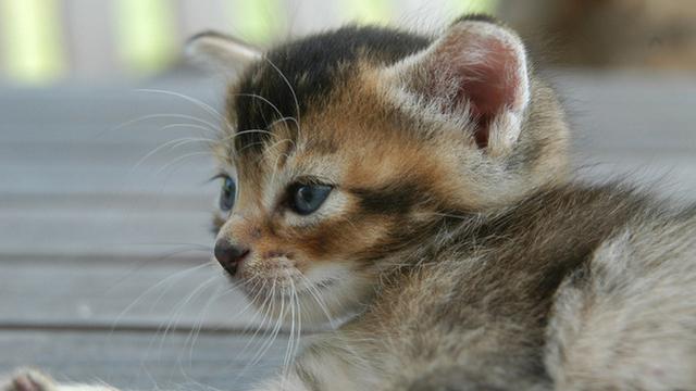 Veterinrn poradna: Giardie u koek - rezistentn na lbu