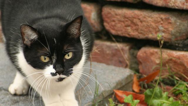 Veterinrn poradna: Blechy u kocoura voln se pohybujcho