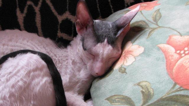 Veterinrn poradna: Ketamin jako anestetikum pi narkze koky plemene Cornish Rex