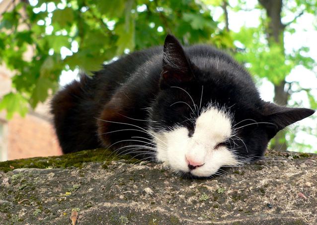 Veterinrn poradna: Chronick selhvn ledvin u koky