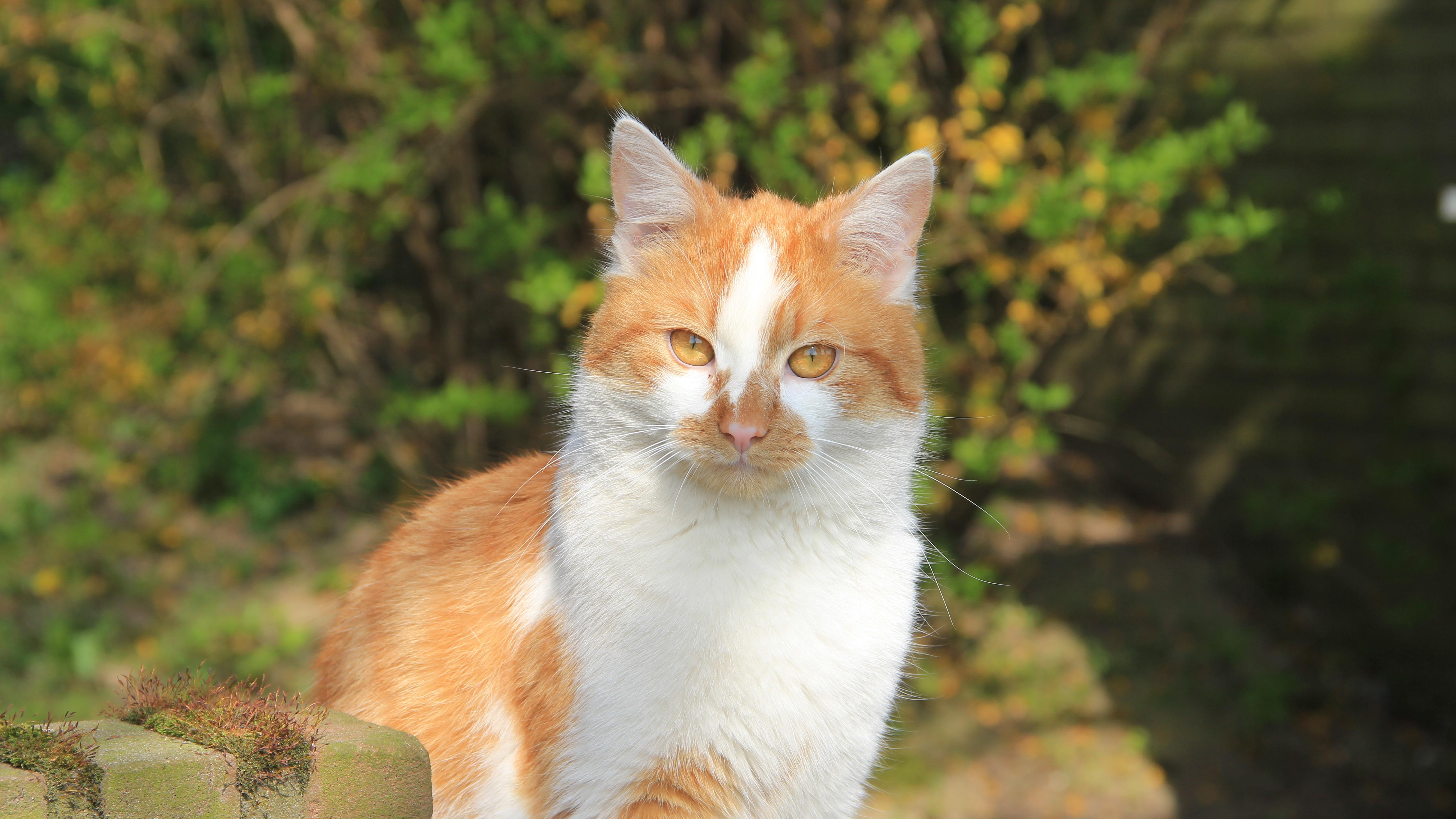 Veterinrn poradna: Me FeLV pozitivn kocour chodit ven?