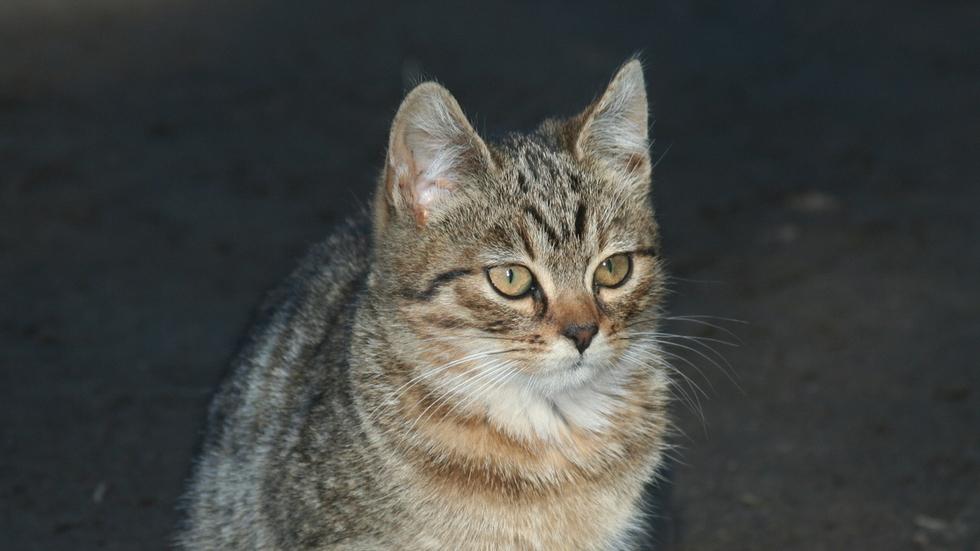 Veterinrn poradna: Jedn se o alergii?