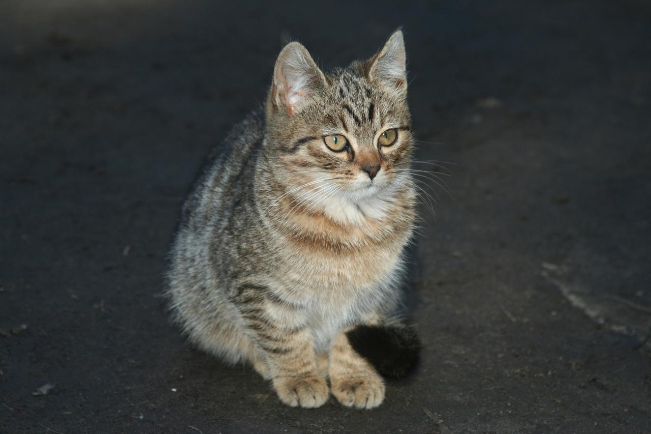 Veterinrn poradna: Jedn se o alergii?