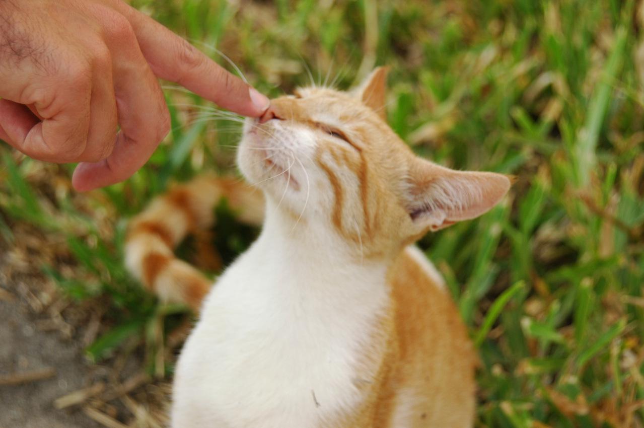 Veterinrn poradna: Pskn v nose pi nmaze