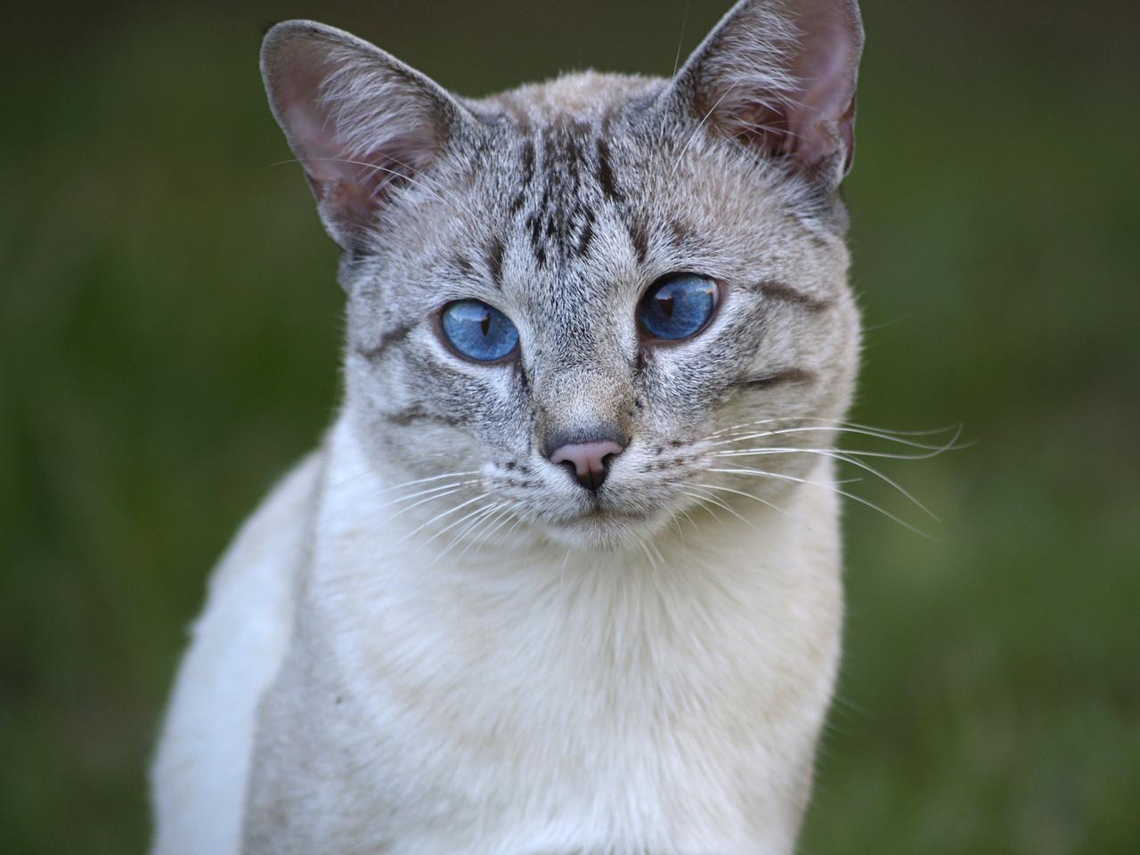 Veterinrn poradna: Jak me mt koka nsledky po vylen panleukopenii?